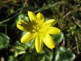 Golden flower